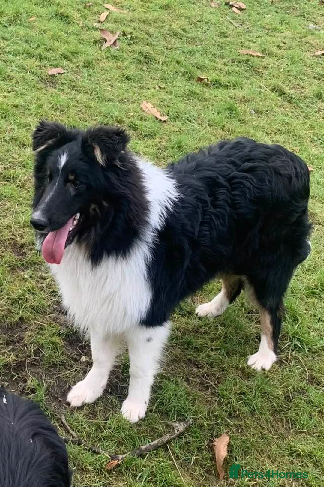 Welsh Collie dogs for sale: Three Welsh collie girls, rough coated - Advert 5