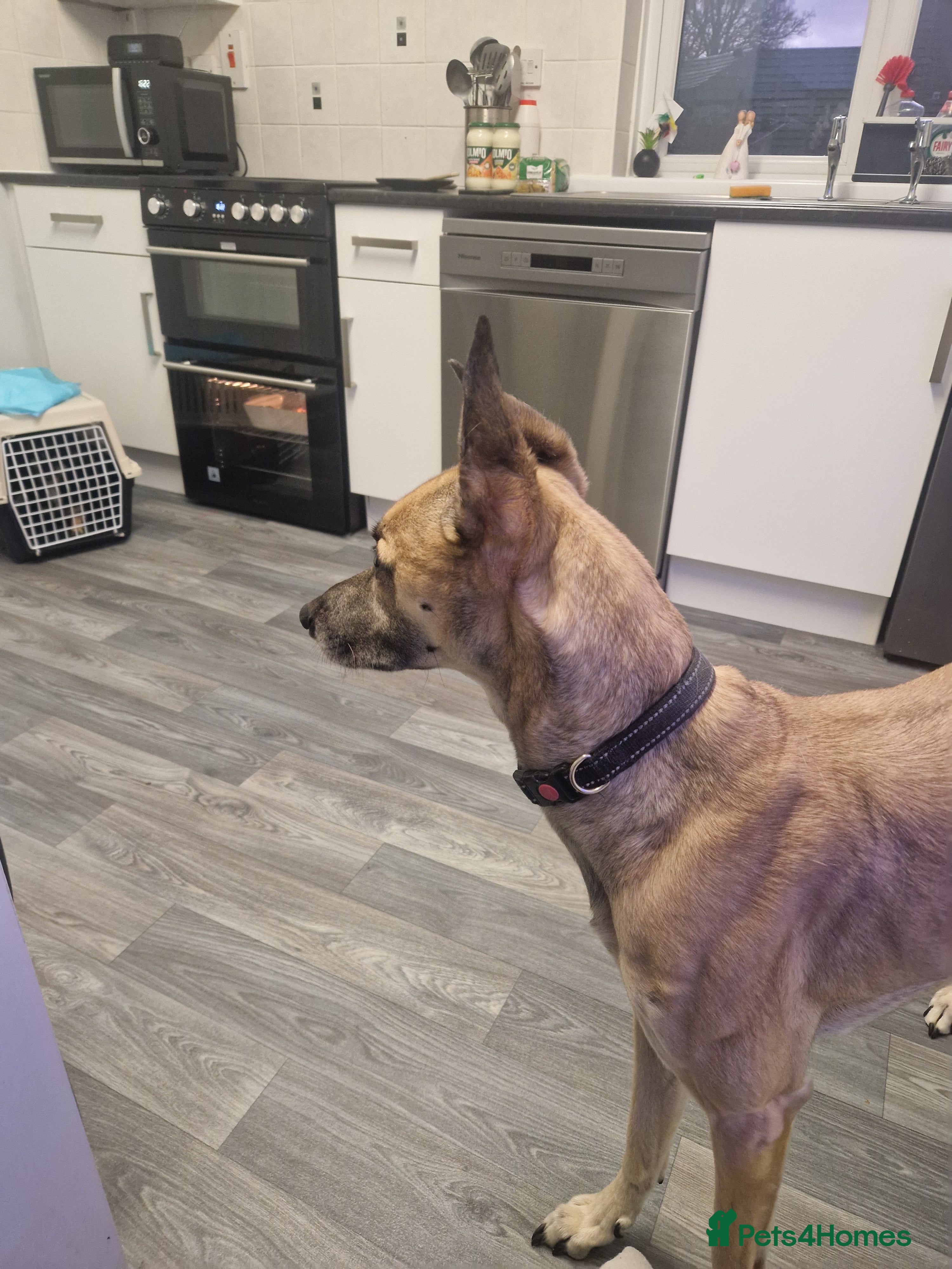 Lurcher dogs sadly im having to rehome and dont want £75  - Advert 9