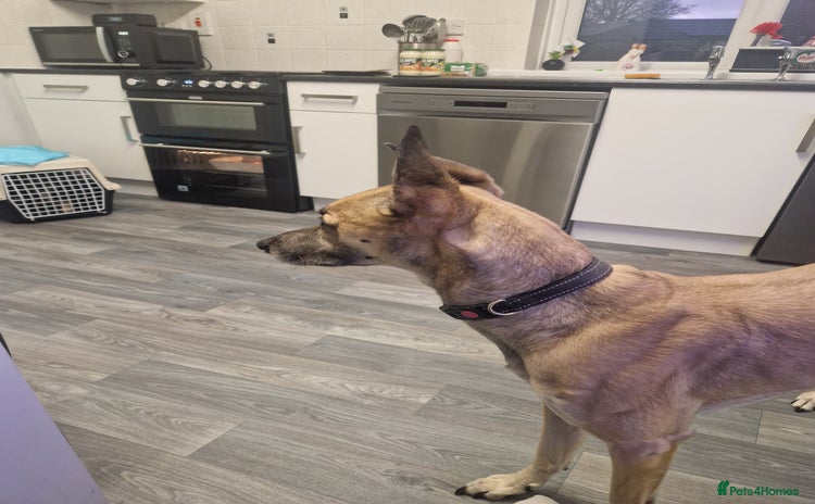 Lurcher dogs FREE TO GOOD HOME, sadly im having to rehome  - Advert 1