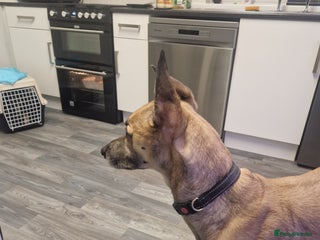 Lurcher dogs for sale: sadly im having to rehome and dont want £75 - Advert 1