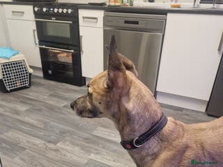 Lurcher dogs sadly im having to rehome and dont want £75 - Advert 6