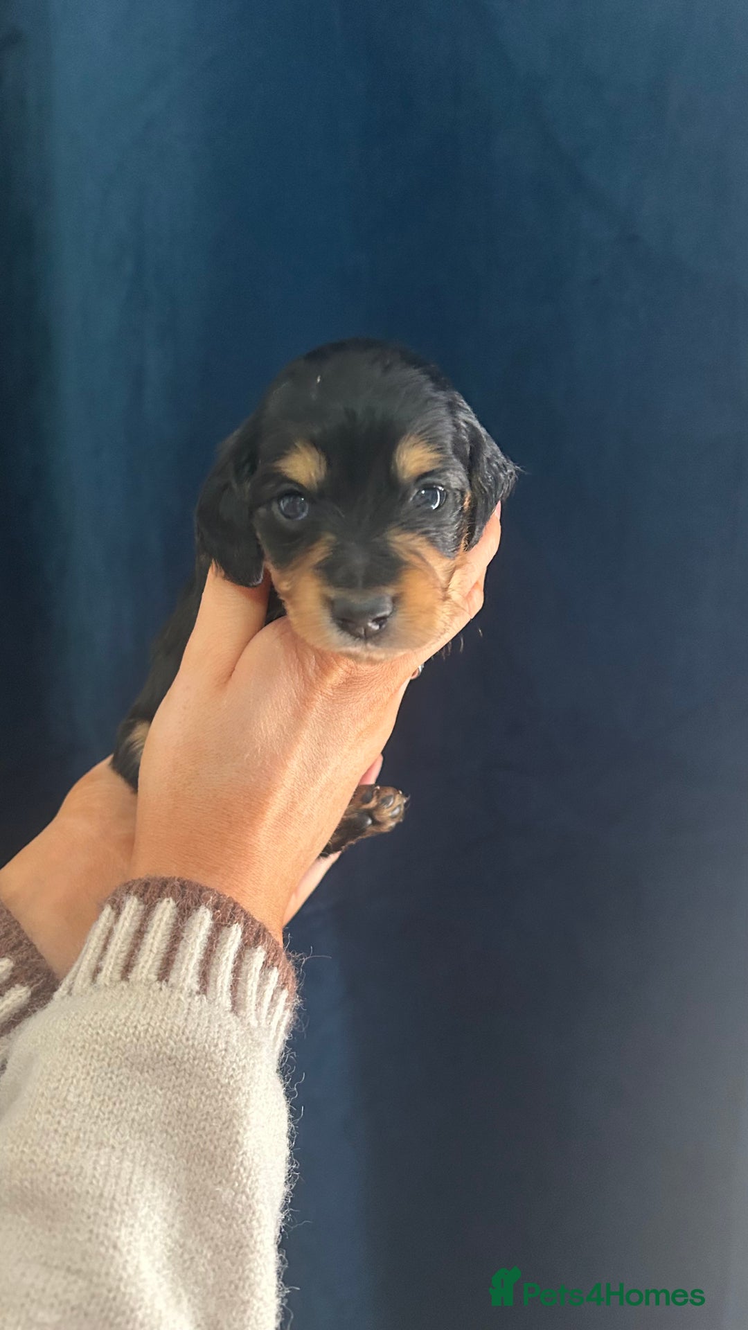 Miniature Dachshund dogs for sale: Gorgeous mini long haired dachshund puppies🐾🩷 - Advert 7