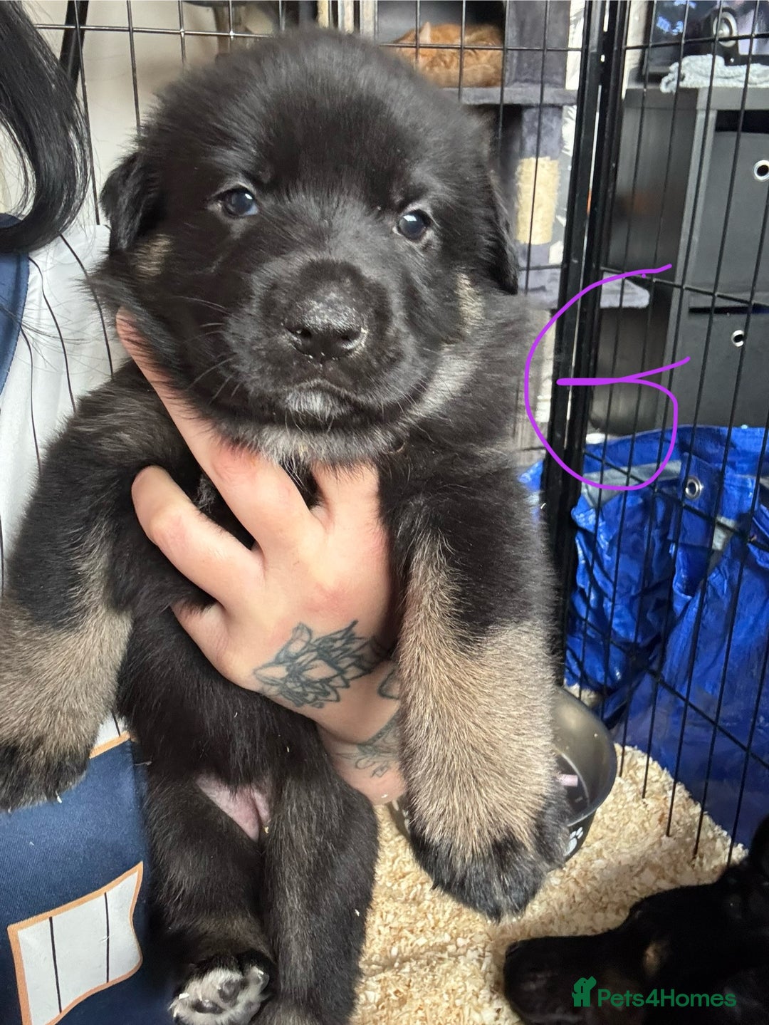 Mixed Breed dogs for sale: Shepweiler puppies READY TO RESERVE! - Image 5