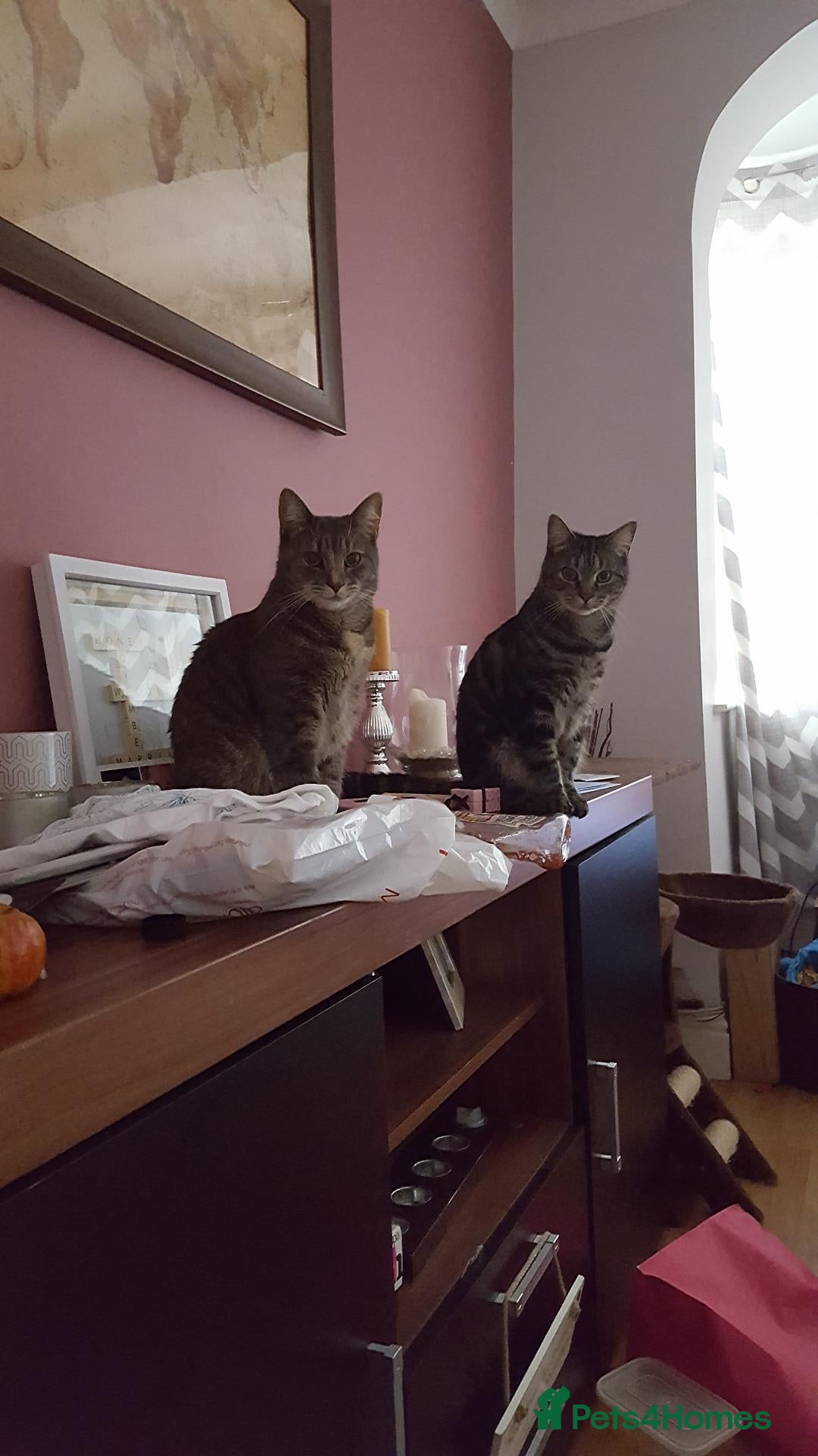 Mixed Breed cats Brother and sister pair - Bandit and Smokey - Advert 17