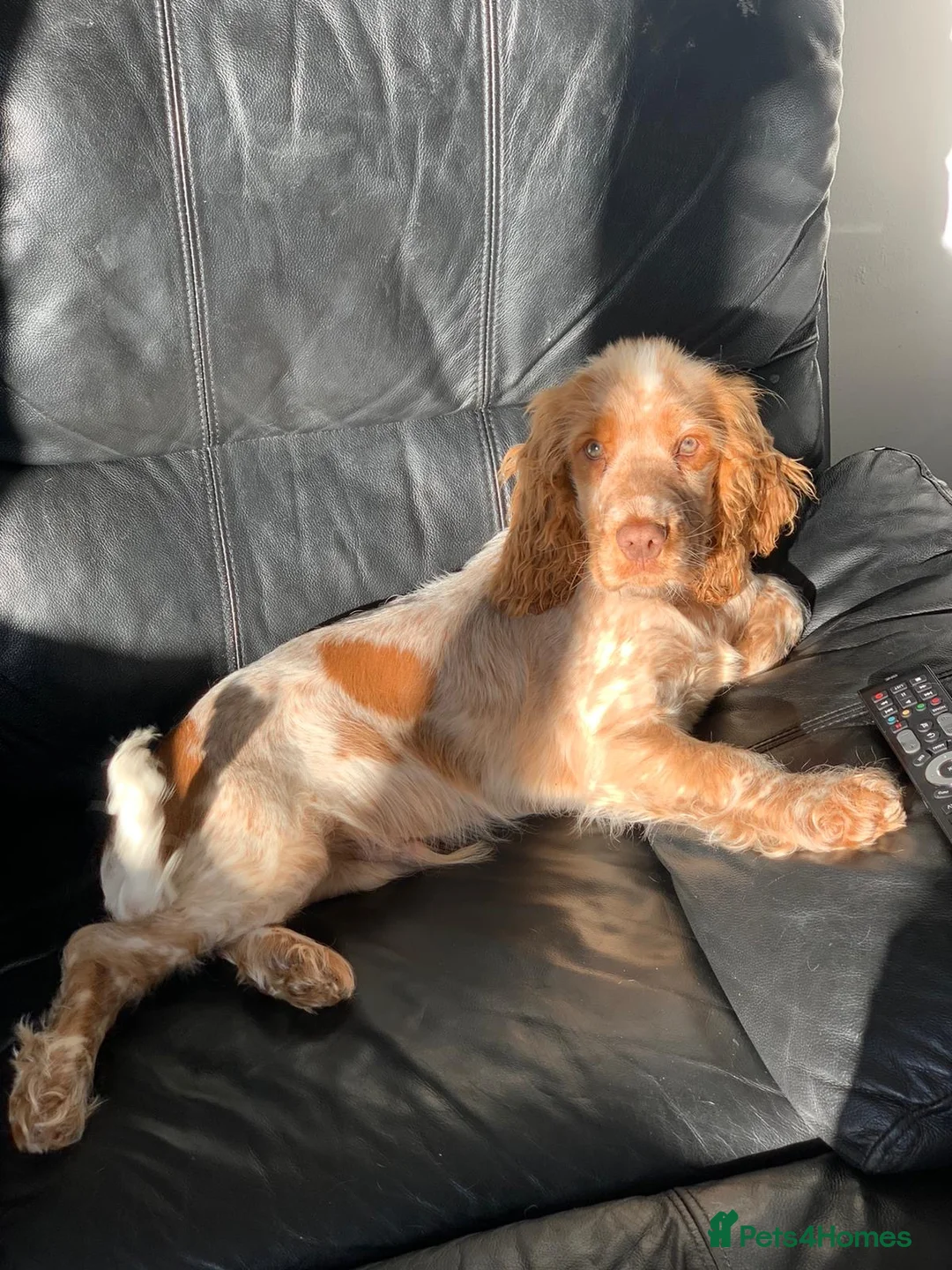 Cocker Spaniel dogs for sale: Working Cocker Spaniel - Advert 1