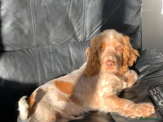 Cocker Spaniel dogs Working Cocker Spaniel - Advert 5