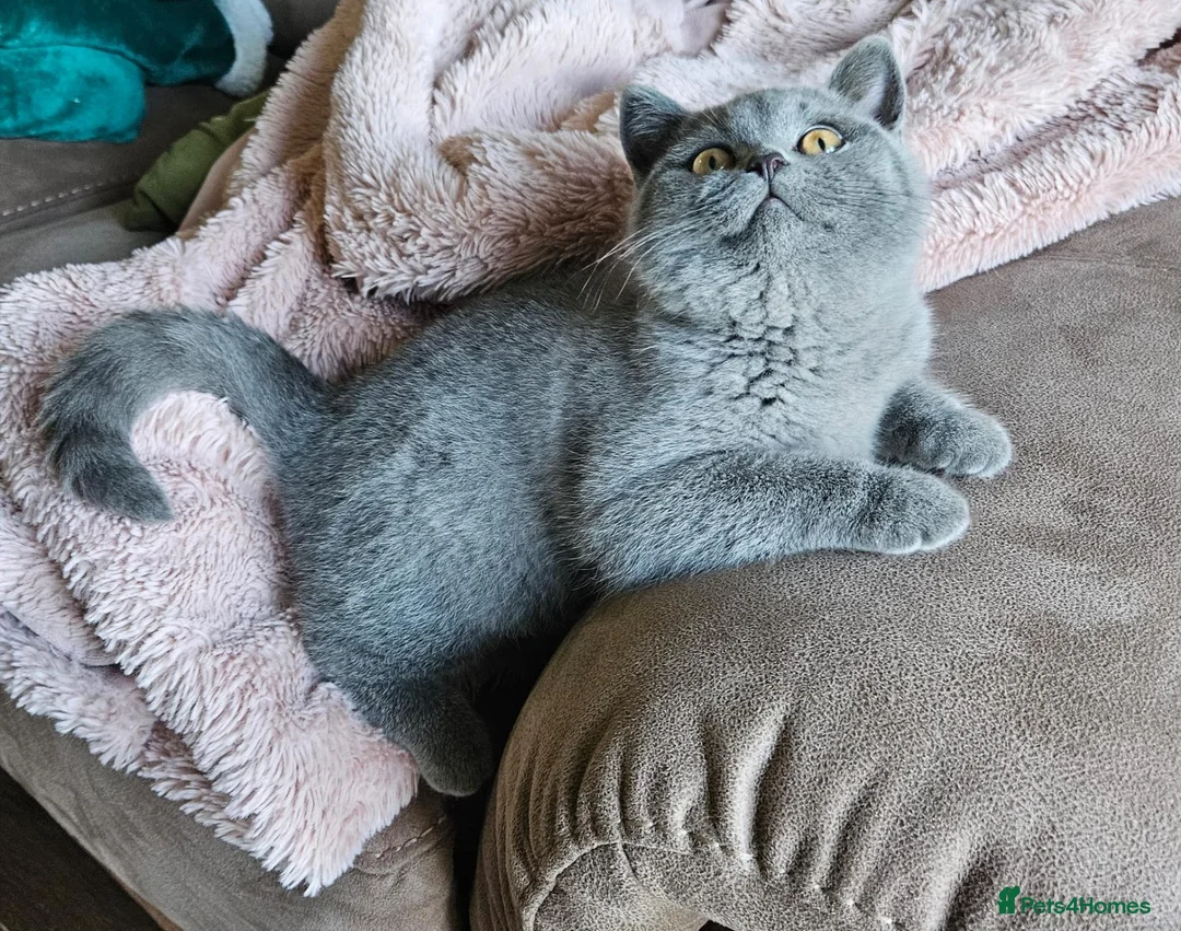 British Shorthair cats for sale: British Shorthair chunky girl - Advert 2