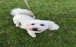 Tibetan Terrier dogs for adoption: Sweet Sophie Needs Love  in Salisbury - Image 5