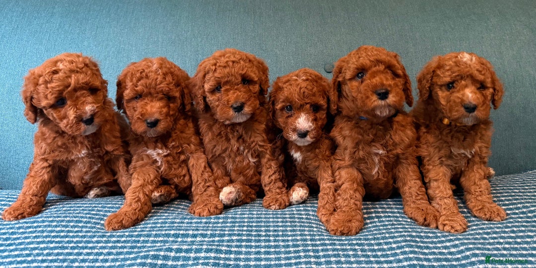 Labradoodle dogs for sale: Mini Red Labradoodle 🧬 clear  - Image 2