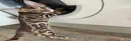 Bengal cats for sale: Bengal kitten GCCF registred  - Advert 8