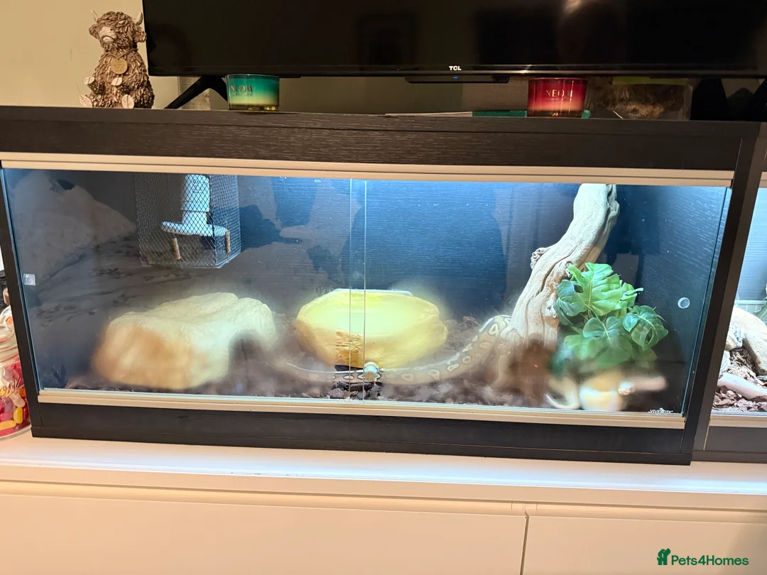 Python Snake reptiles for sale: Two stunning Ball Pythons  - Advert 9