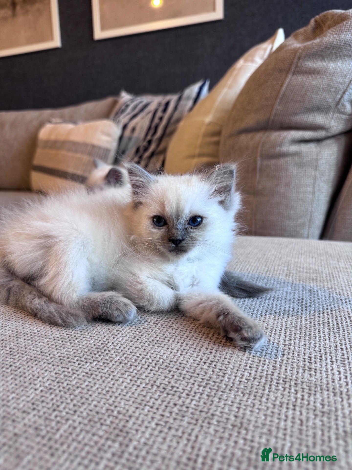 Ragdoll cats 🐾GCCF registered ragdoll kittens Lilac and blue🐾 - Advert 1
