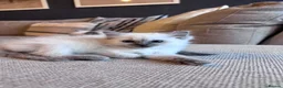 Ragdoll cats for sale: 🐾GCCF registered ragdoll kittens Lilac and blue🐾 - Advert 1