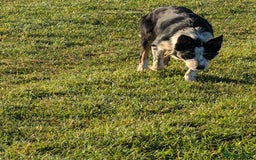 Border Collie dogs for sale: Abi isds reg - Image 8