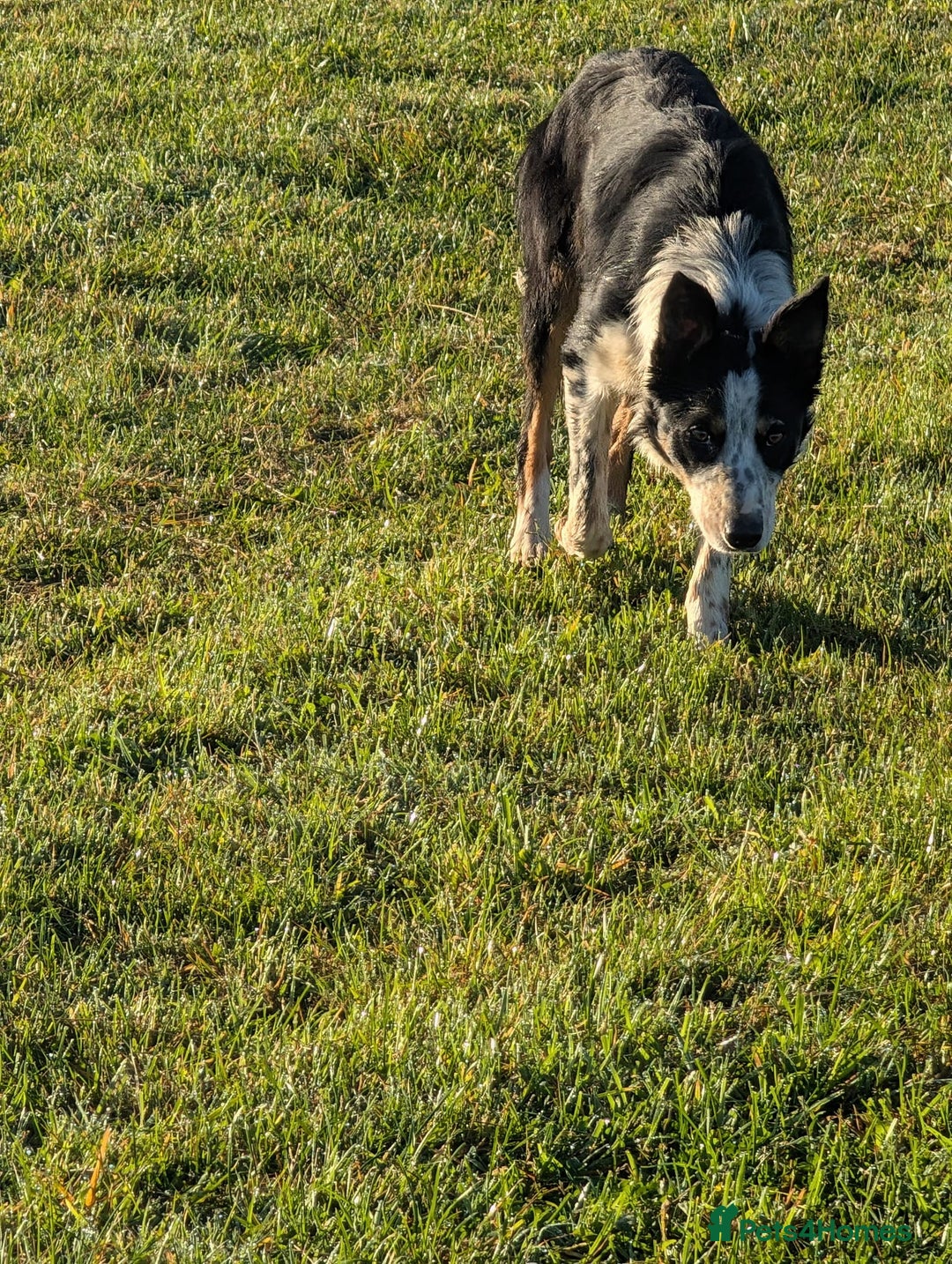 Border Collie dogs for sale: Abi isds reg - Image 8