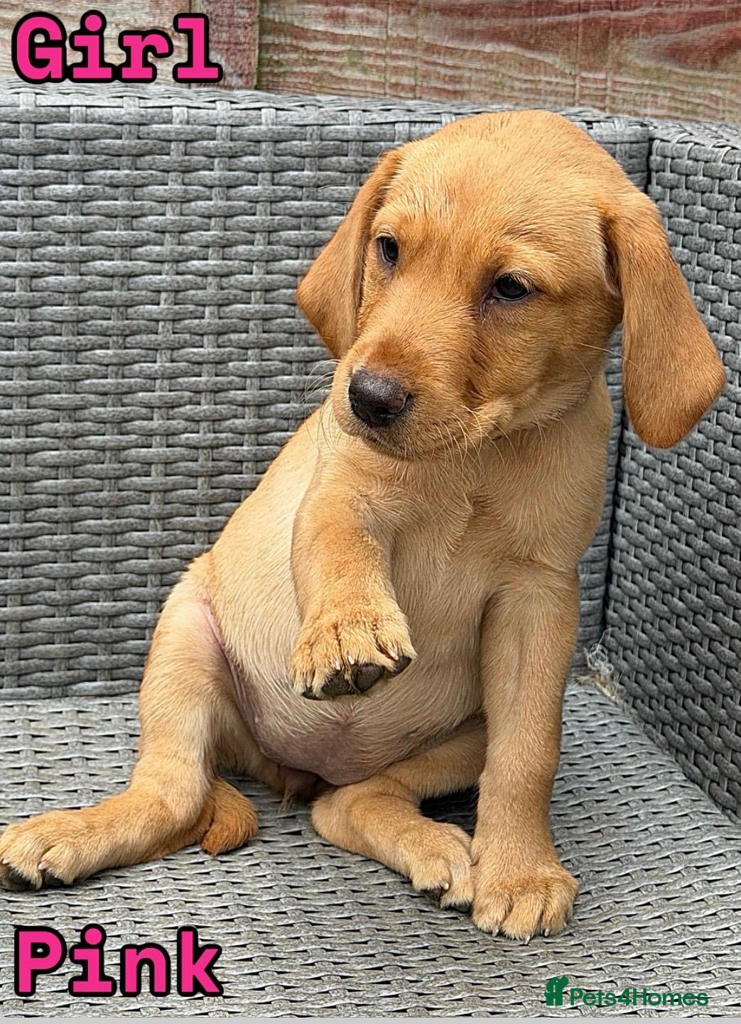 Labrador Retriever dogs 🐾 *******Last 3 girls READY TO LEAVE *******  🐾  - Advert 2