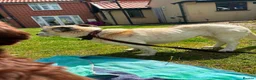 Mixed Breed dogs for adoption: Alba - Helpnall Norfolk  - Advert 6