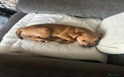 Mixed Breed dogs for sale: Lakeland/patterdale cross Jackchi puppies  - Image 20