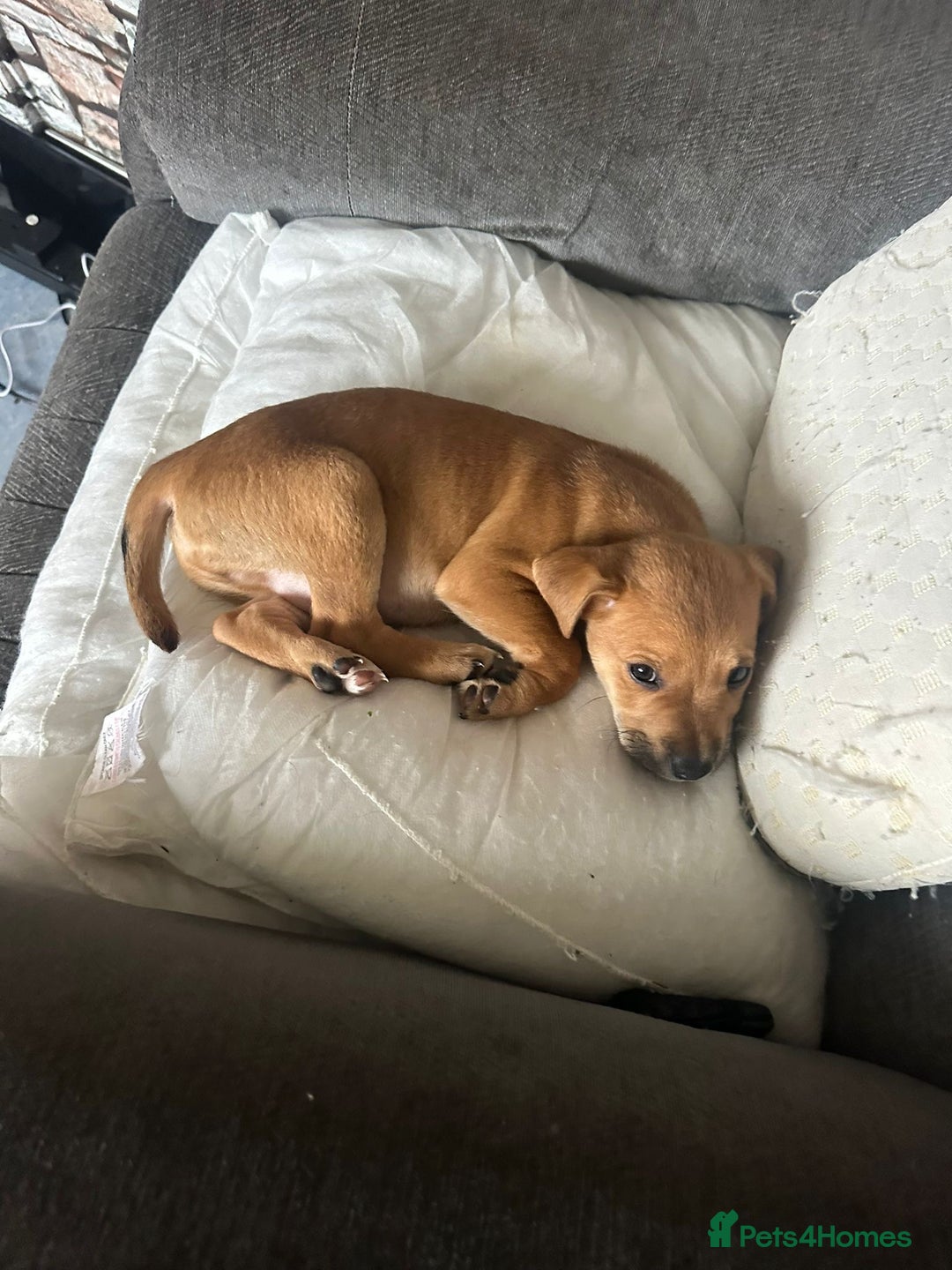 Mixed Breed dogs for sale: Lakeland/patterdale cross Jackchi puppies  - Image 20