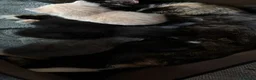 Mixed Breed cats for sale: Beautiful black and white kittens  in Bristol - Advert 2