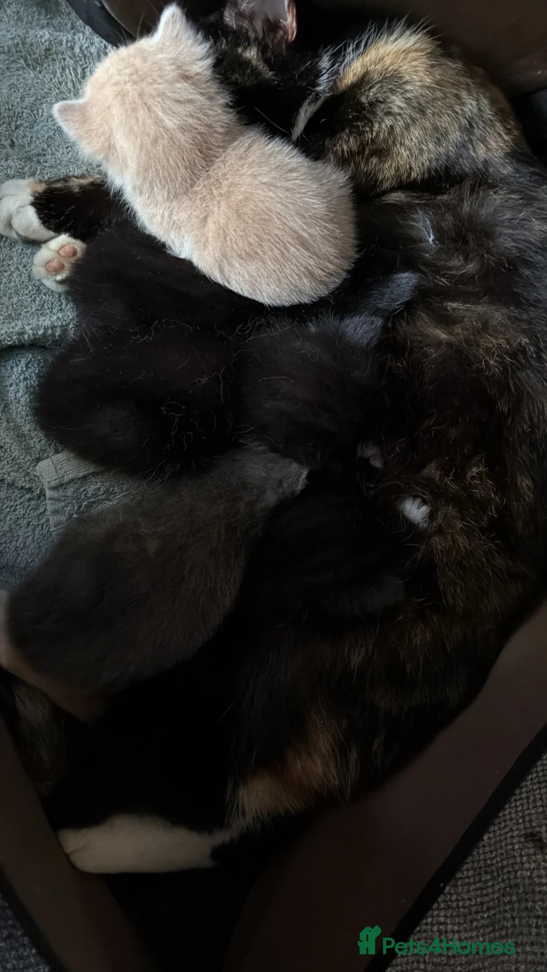 Mixed Breed cats for sale: Beautiful black and white kittens  in Bristol - Advert 2