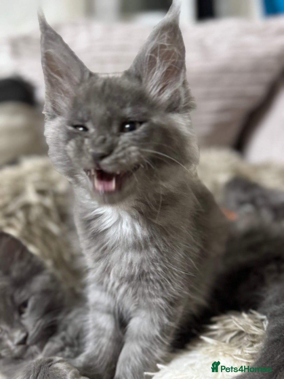 Maine Coon cats for sale: Adorable pure breed Maine coon Kittens’s for sale - Advert 26