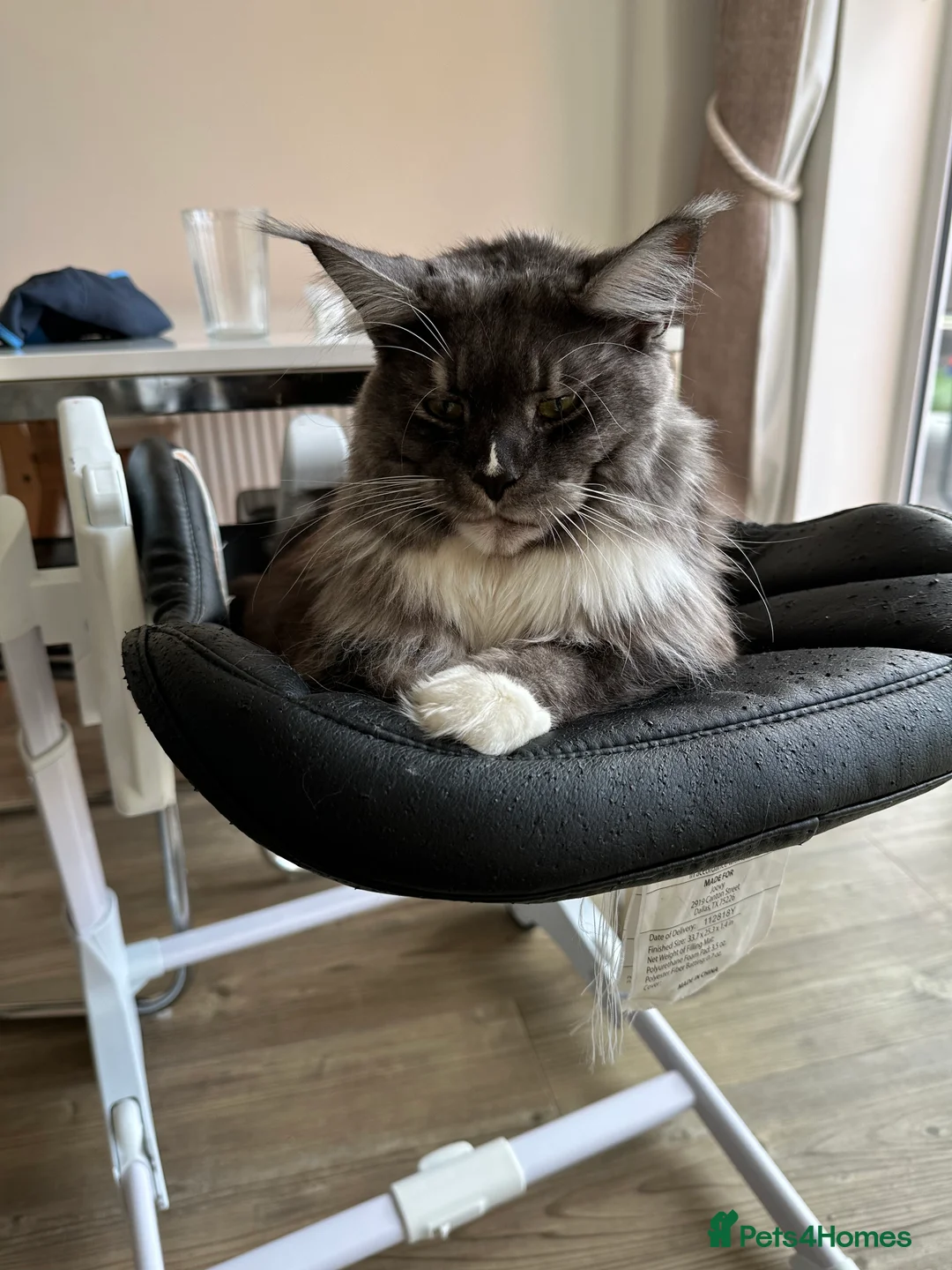 Maine Coon cats for sale: 1 1/2 year old Maine coon - Advert 5