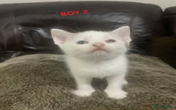 Mixed Breed cats for sale: 6 X BEAUTIFUL MIXED BREED KITTENS BORN 23.08.2025  - Image 7