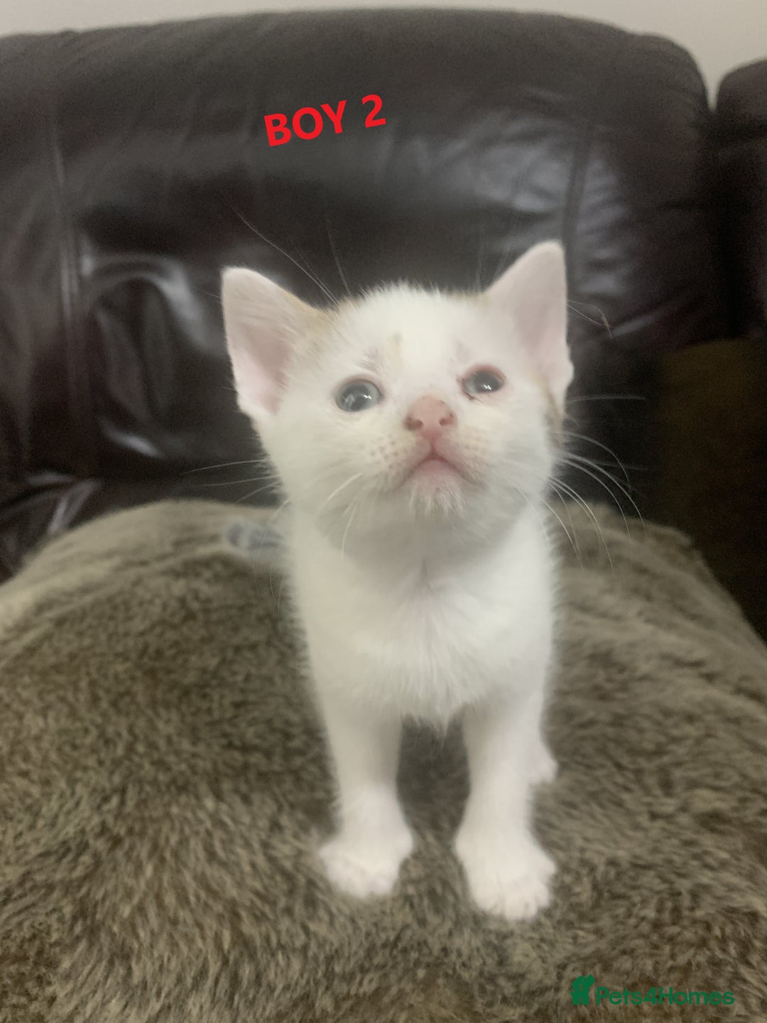 Mixed Breed cats for sale: 6 X BEAUTIFUL MIXED BREED KITTENS BORN 23.08.2025  - Image 7