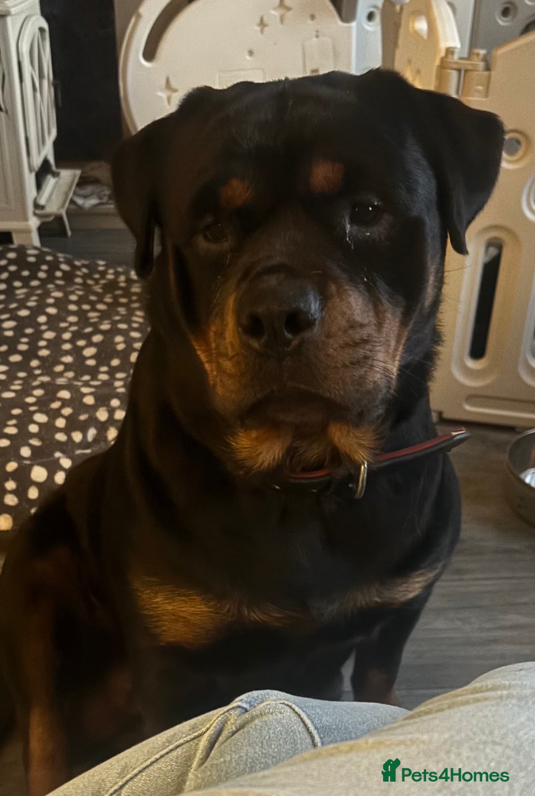 Rottweiler dogs for sale: **7 Pure Breed Rottweiler puppies** - Advert 1