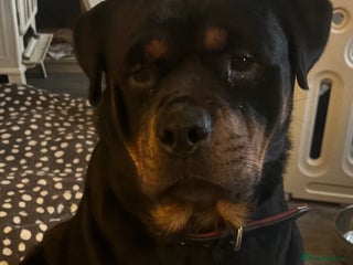 Rottweiler dogs **7 Pure Breed Rottweiler puppies** - Advert 3