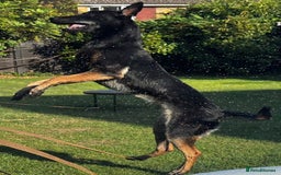Belgian Shepherd Dog dogs for sale: 1 year old female Dutch Shepherd (hurder)  - Advert 4