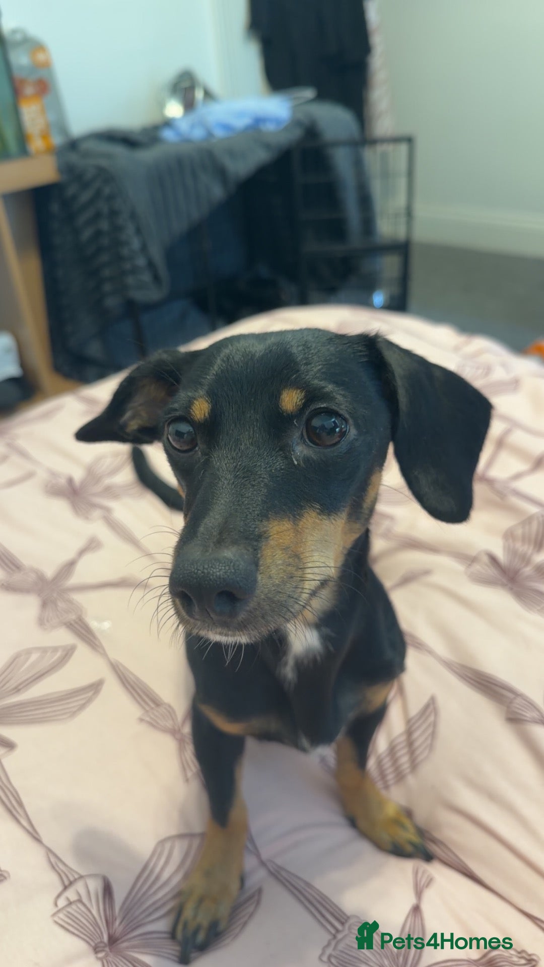Dachshund dogs Dachshund puppies for sale❤️ - Advert 1