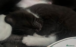 Mixed Breed cats for sale: 3 friendly kittens for sale - Image 9