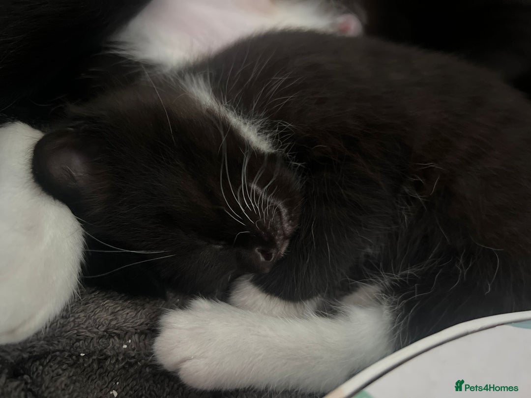 Mixed Breed cats for sale: 3 friendly kittens for sale - Image 9