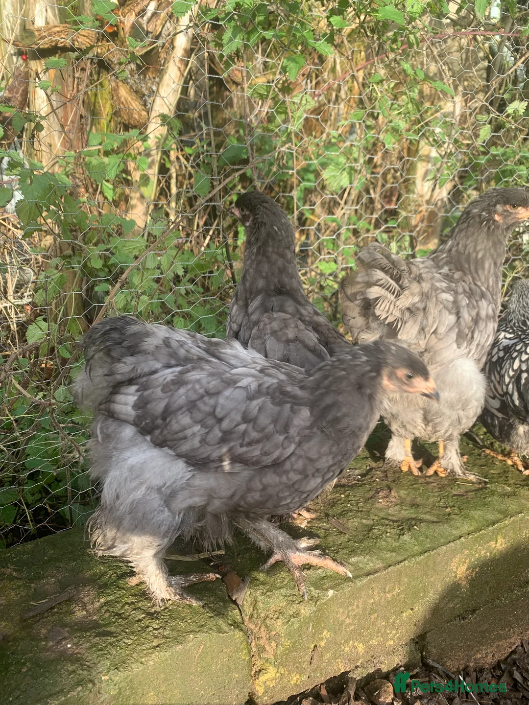 Chickens poultry for sale: Hens  - Advert 4