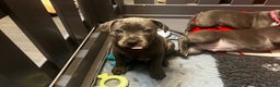 Staffordshire Bull Terrier dogs for sale: Blue Staffordshire Bull Terrier KC Registered  - Advert 2