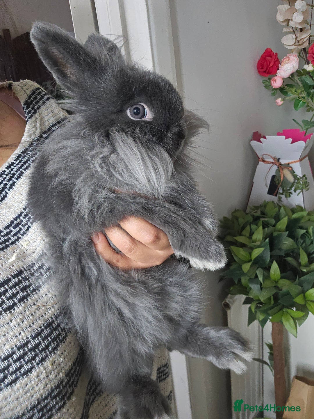 Lionhead rabbits for sale: Beautiful Blue Lion Head Boy - Advert 7