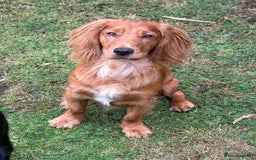 Cocker Spaniel dogs for sale: KC Registered Cocker Spaniel (Working) Puppies - Image 22