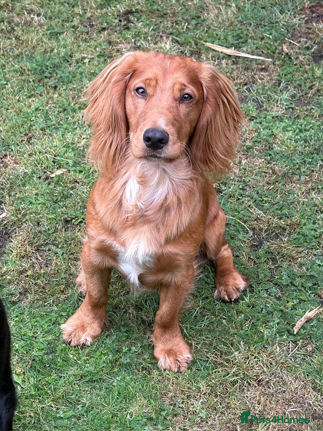 Cocker Spaniel dogs for sale: KC Registered Cocker Spaniel (Working) Puppies - Image 22