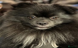 Pomeranian dogs for sale: Stunning young male Pomeranian  - Advert 10