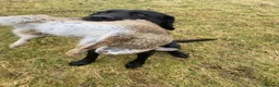 Labrador Retriever dogs for sale: Field Trial Champion Sired Black Labrador Puppies. - Advert 6