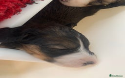 Bernedoodle dogs for sale: F1 Standard Bernedoodle Puppies LN8 - Image 21