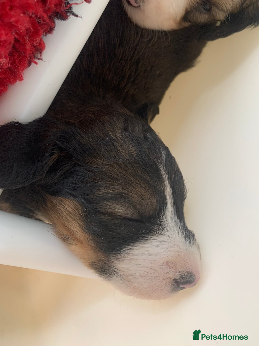 Bernedoodle dogs for sale: F1 Standard Bernedoodle Puppies LN8 - Image 21