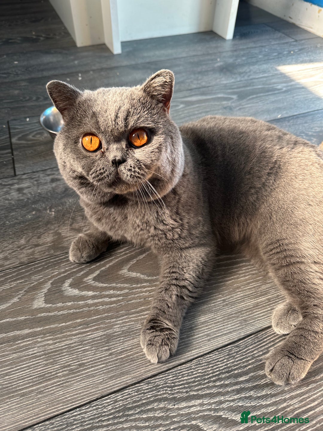 British Shorthair cats for sale: GCCF Registered British Shorthair kittens  - Advert 24
