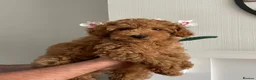 Toy Poodle dogs for sale: KC Toy Poodle - Advert 2