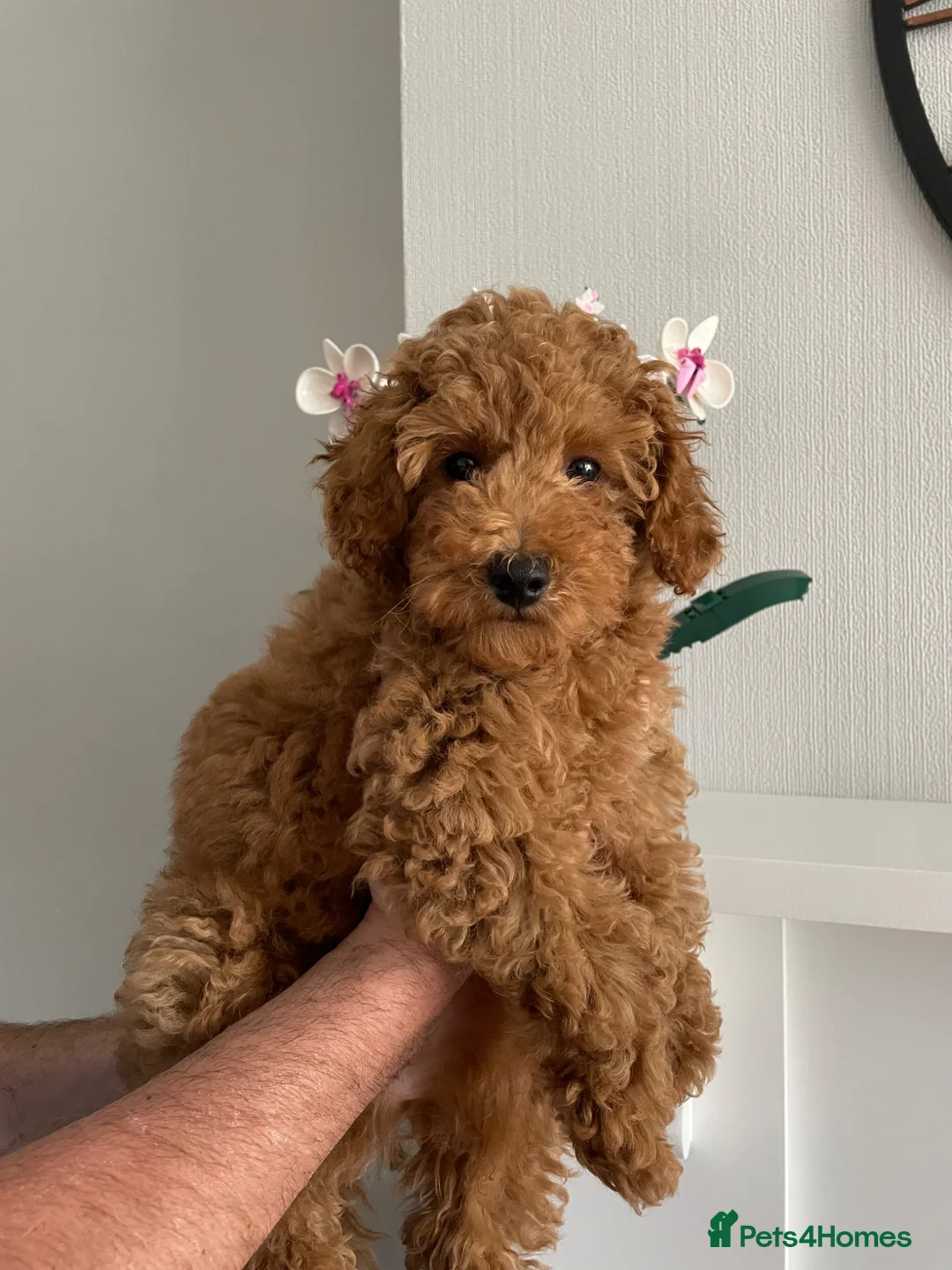 Toy Poodle dogs for sale: KC Toy Poodle - Advert 2