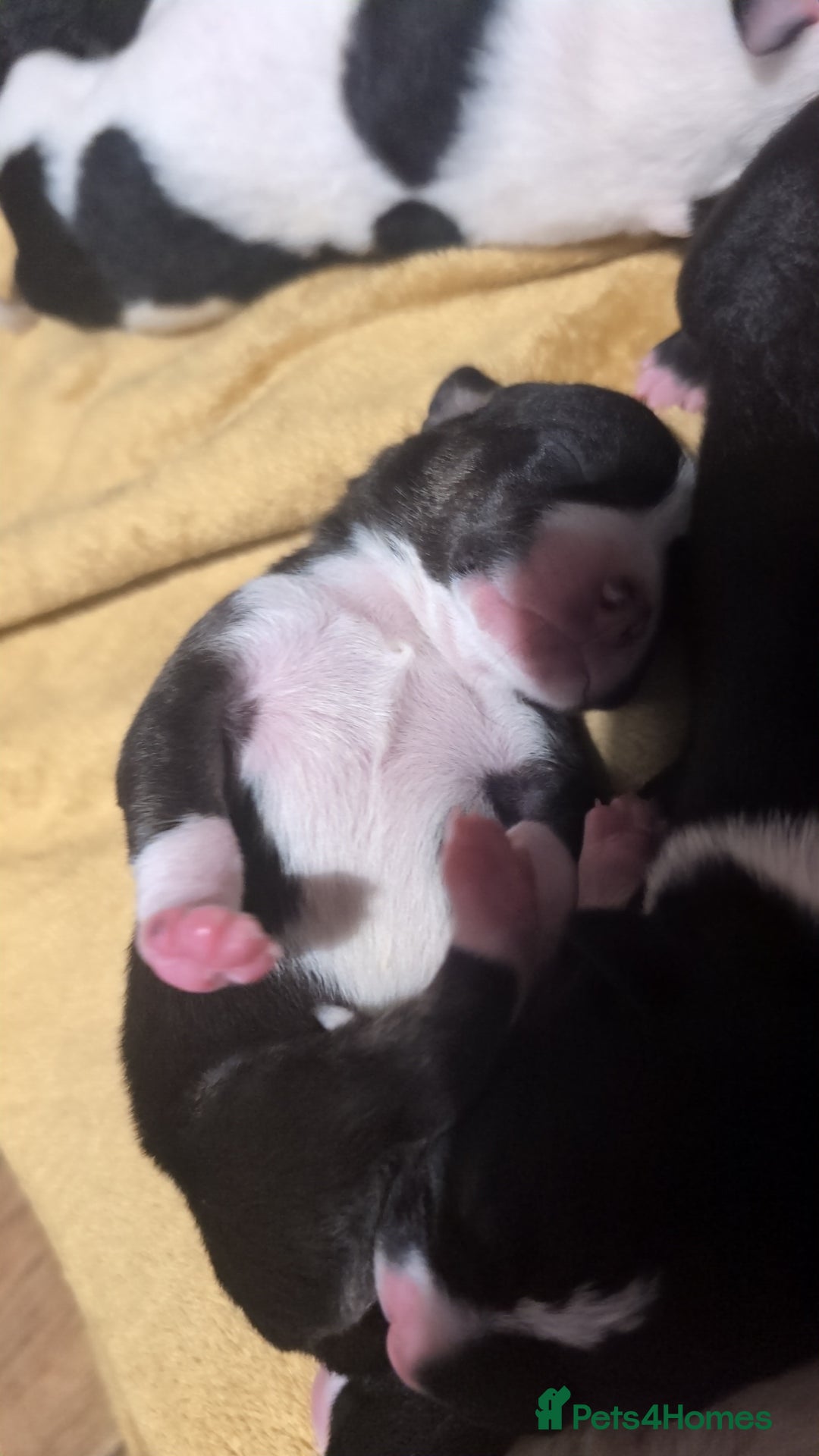 Mixed Breed dogs for sale: Beautiful puppies  - Image 1
