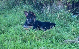 German Shepherd dogs for sale: 25 years experience breeding German Shepherds  - Image 22