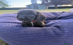 Cockapoo dogs for sale: Cockapoo puppies F1 READY TO LEAVE 🏡🥰 in Leicester - Image 2